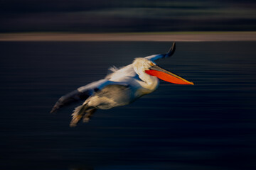Slow pan of pelican gliding near lakeshore