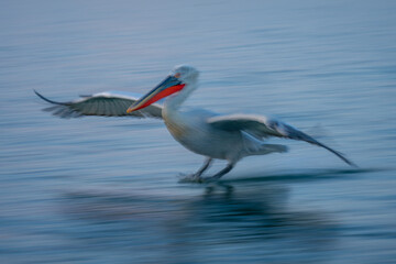 Slow pan of pelican making splash landing