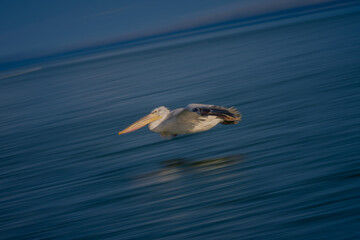 Slow pan of pelican racing across lake