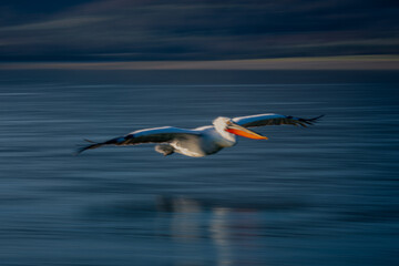 Slow pan of pelican gliding beside shoreline