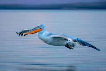 Slow pan of pelican gliding over lagoon