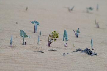 growing on the sand