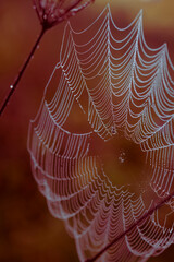 Spider and its net