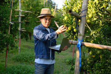man, a citrus farmer, collects the fruit from the orange trees in his garden.