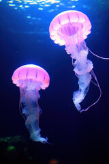 Colorful jellyfish in aquarium
