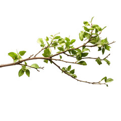 Obraz premium Tree branch with leaves isolated on transparent or white background, png