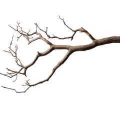 Dry tree branch isolated on transparent or white background, png