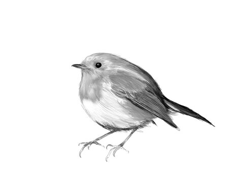 Freehand drawing of robin, cute small bird on white background, hand-drawn single songbird in black and white tones