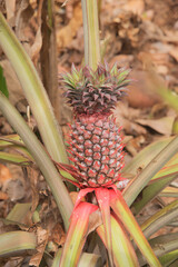 Beautiful Pineapple plant in Kolthare, Ratnagiri, Kokan, Maharashtra, India, Asia.