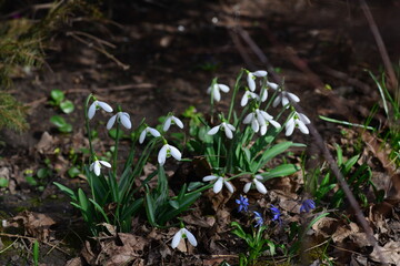 Close up of snowdrop flowers blooming . First spring flowers