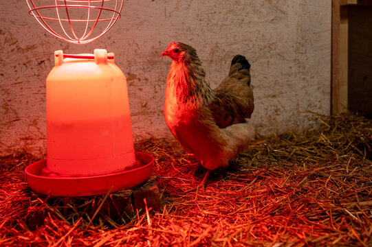 Hen standing near water dispenser and red light from heat lamp