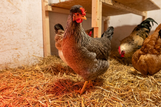 Hens in hen house walking on litter