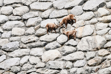 Steinbock im Engadin