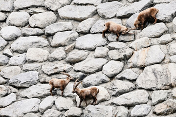 Steinbock im Engadin