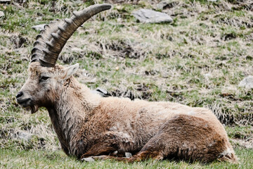 Steinbock im Engadin