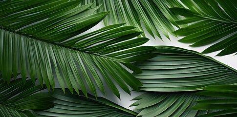 Green palm leaves border isolated on white background with copy space for text - obrazy, fototapety, plakaty