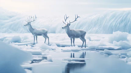 Fotobehang Arctic wildlife is struggling in a melting ice habitat. © ikkilostd