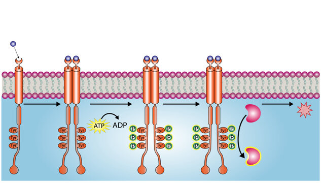 Tyrosine kinase receptor. Dimerization, phosphorylation, activation and cellular response. Cell membrane receptors for ligands as growth factors and cytokines binding. Insulin receptor. vector 