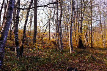 Hut in the autumn transparent yellow forest.