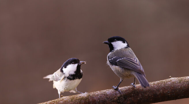 Two coal tit on one branch on a blurred brown background.