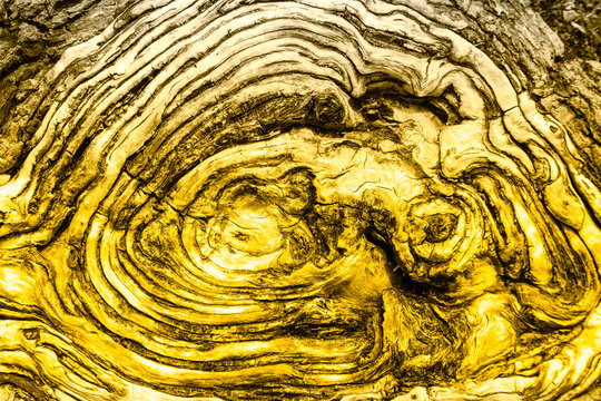 Texture cernes de bois avec d&eacute;grad&eacute; de couleur jaune poussin pour arri&egrave;re-plan et fond