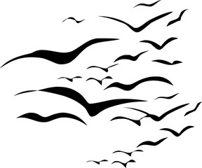 Vector silhouette of Birds of Freedom   on white background
