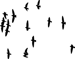 Vector silhouette of Birds of Freedom   on white background
