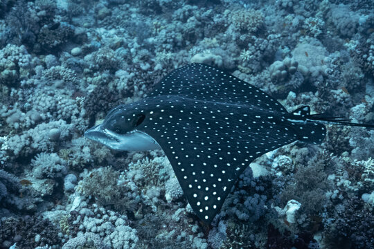 Eagle Ray - Adlerrochen - Stingray