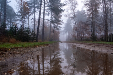 This image captures a tranquil forest scene on an autumn morning. A large puddle reflects the tall,...