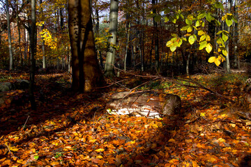 Birch tree trunk in the forest with autumn colors