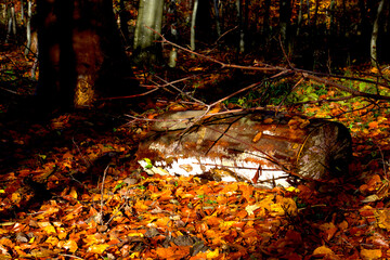 Birch tree trunk in the sun brown and white