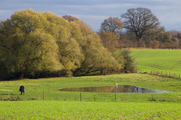 Fototapeta premium Horses lake on a beutiful green field