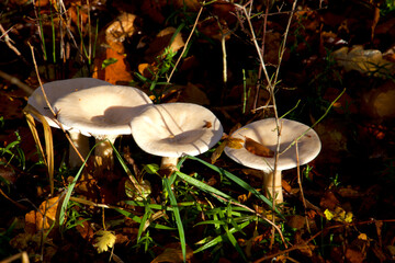 Mushrooms in nice shape and white