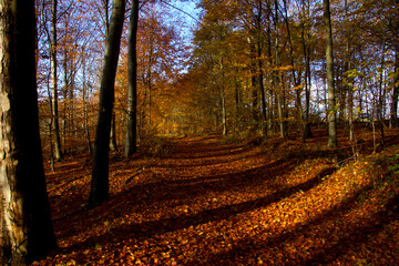 Shadows in the forest on the path