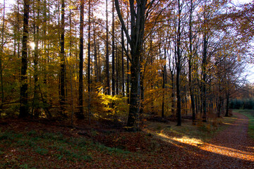 Obraz premium Sunbeam through the forest on a sunny day