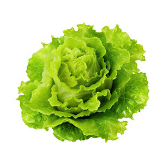 Isolated Lettuce with Transparent Background