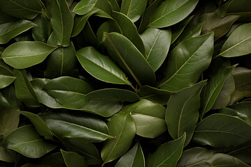 Bay leaves background