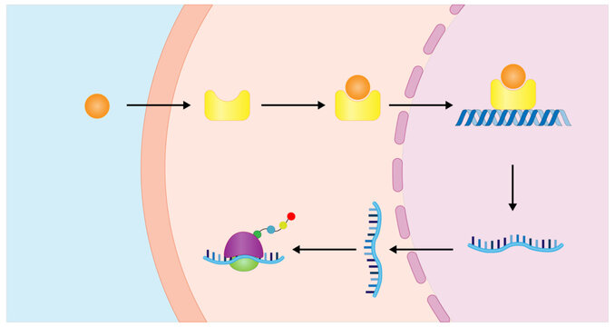 Steroid hormones mechanism of action. Steroids Bind to an intracellular receptor. Hormone-receptor complex activate gene transcription in the nucleus, followed by protein synthesis. Vector diagram