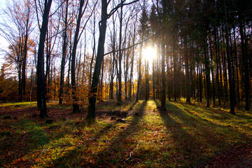 Obraz premium The sun creates beautiful shadows i the forest