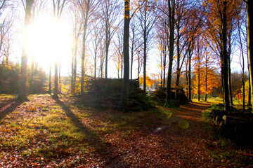 The beauty of the forest colors in November