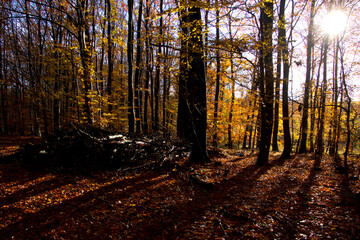 The sun finds its way between the trees and makes shadows