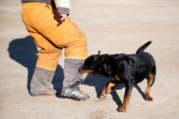 training of rottweiler