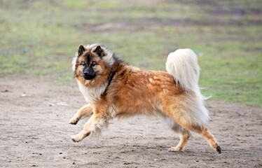 Eurasier in nature