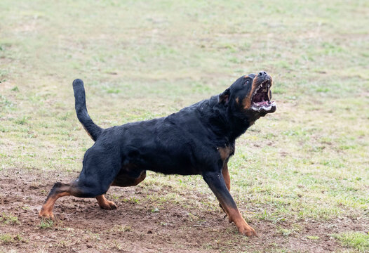 training of rottweiler