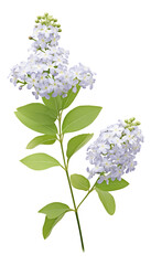 bouquet of ceanothus flowers
