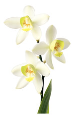 white cymbidium orchid isolated on white