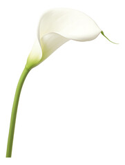white calla lily isolated on white - obrazy, fototapety, plakaty