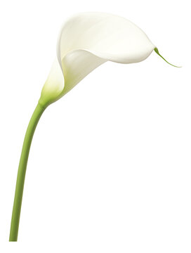 white calla lily isolated on white