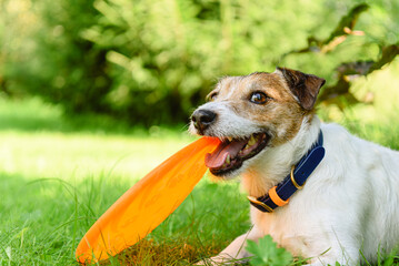 Cute cheerful dog holding in mouth his favorite toy frisbee disc lying on grass in park