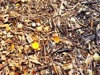 Scattering of yellow birch leaves on old gray damp sawdust. Autumn abstract Background, texture, frame, copy space, place for text